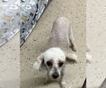Small #3 Poodle (Toy) Mix