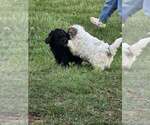 Small Photo #12 Cockapoo (Miniature) Puppy For Sale in GREENTOWN, IN, USA