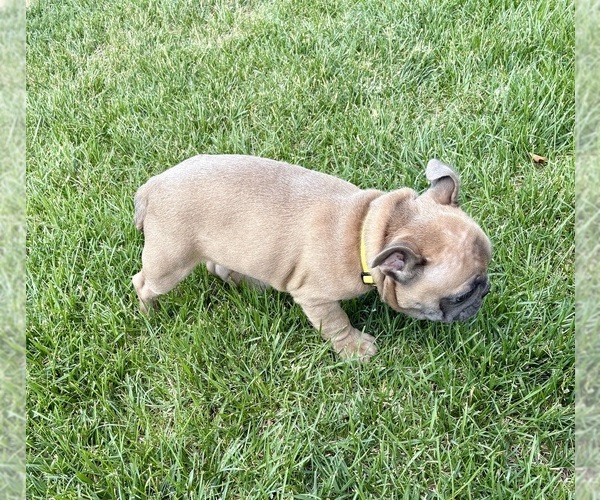 Medium Photo #5 French Bulldog Puppy For Sale in CANYON, TX, USA