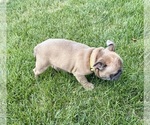 Small Photo #30 French Bulldog Puppy For Sale in CANYON, TX, USA