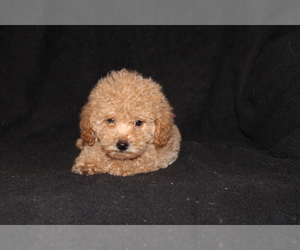 Poodle (Miniature) Puppy for sale in BLOOMINGTON, IN, USA