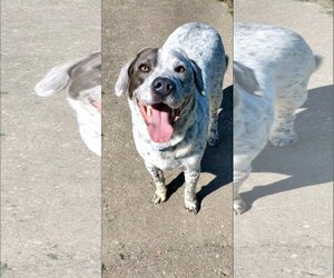 Labrador Retriever-Unknown Mix Dogs for adoption in Bardstown, KY, USA