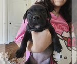 Small #4 Rottweiler Mix