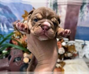 English Bulldog Puppy for sale in OOLOGAH, OK, USA