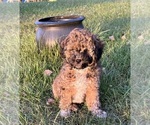 Small #8 Poodle (Miniature)-Shih-Poo Mix