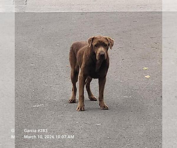 Medium Photo #1 Labrador Retriever-Unknown Mix Puppy For Sale in San Antonio, TX, USA