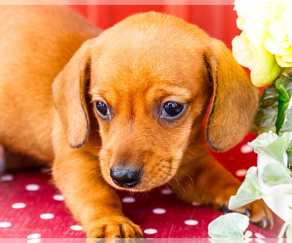 Medium Photo #2 Dachshund Puppy For Sale in WAKARUSA, IN, USA