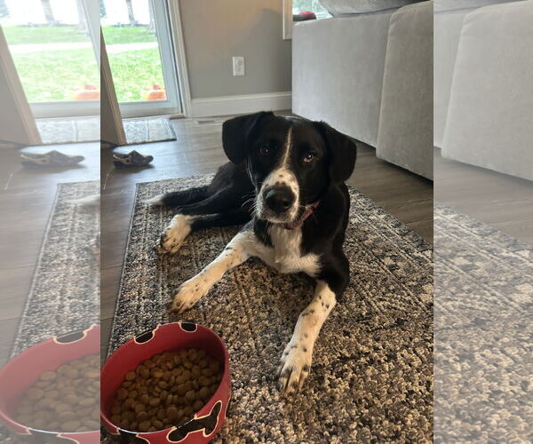 Medium Photo #1 Border Collie Puppy For Sale in Belleuve, NE, USA