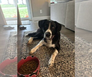 Border Collie Dogs for adoption in Belleuve, NE, USA