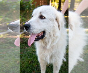Boaz, bonded with Layla - Male Great Pyrenees Dog for Adoption - Photo #13