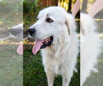 Small #12 Great Pyrenees