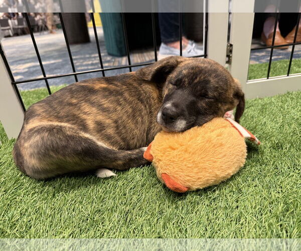 Medium Photo #9 Mutt Puppy For Sale in Sanford, FL, USA