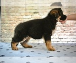 Small #3 German Shepherd Dog
