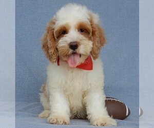 Cockapoo Puppy for sale in MILLERSBURG, OH, USA