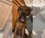 Small Rottweiler-American Pit Bull Terrier