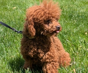 Father of the Maltipoo puppies born on 04/09/2025