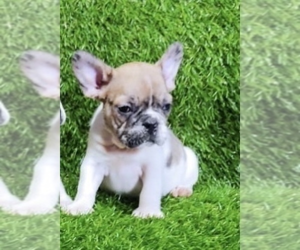 Medium Photo #1 French Bulldog Puppy For Sale in HOUSTON, TX, USA