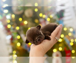 French Bulldog Litter for sale in EASTVALE, CA, USA