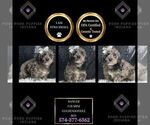 Puppy Ranger F1B Goldendoodle (Miniature)