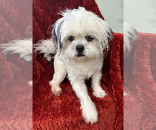 Medium Photo #2 Shih Tzu-Unknown Mix Puppy For Sale in Meridian, MS, USA