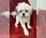 Small Photo #2 Shih Tzu-Unknown Mix Puppy For Sale in Meridian, MS, USA