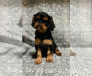 English Toy Spaniel Puppy for sale in GAINESVILLE, GA, USA