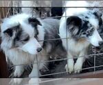 Small Photo #93 Border Collie Puppy For Sale in MOSIER, OR, USA
