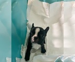 Small #9 French Bulldog