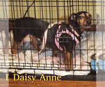 Small #1 Dachshund Mix