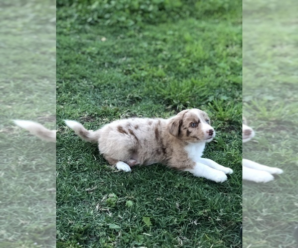 Medium Photo #5 Border Collie Puppy For Sale in MERCED, CA, USA