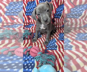 American Bully Puppy for sale in GROVETOWN, GA, USA