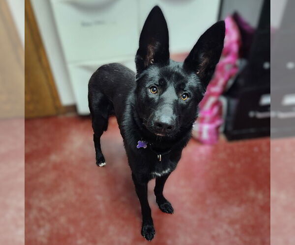 Medium Photo #1 German Shepherd Dog-Unknown Mix Puppy For Sale in Fargo, ND, USA