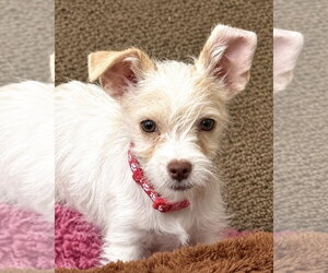 Chihuahua-Unknown Mix Dogs for adoption in Corona, CA, USA