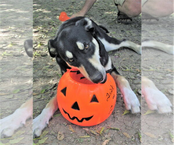 Medium Photo #5 Siberian Husky-Unknown Mix Puppy For Sale in Godley, TX, USA