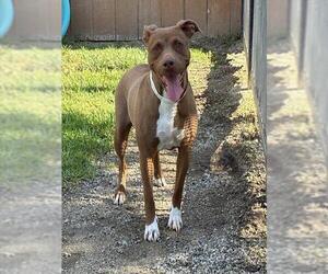 Mutt Dogs for adoption in Riverside, CA, USA
