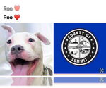 Small American Pit Bull Terrier Mix