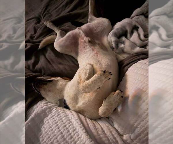 Medium Photo #4 Mutt Puppy For Sale in Kennesaw, GA, USA