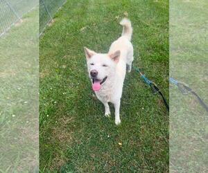 Mutt Dogs for adoption in Front Royal, VA, USA
