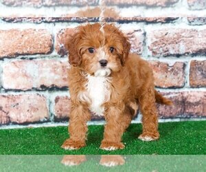 Cavapoo Puppy for sale in BEL AIR, MD, USA