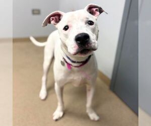 Mutt Dogs for adoption in Aurora, CO, USA