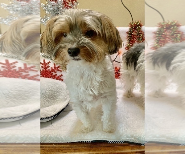 Medium Photo #1 Yorkshire Terrier Puppy For Sale in RNCHO CORDOVA, CA, USA