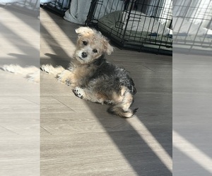 Yorkshire Terrier Puppy for sale in ORLANDO, FL, USA