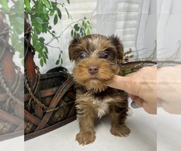 Medium Photo #36 Shorkie Tzu Puppy For Sale in SELLERSBURG, IN, USA