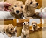 Small Photo #12 Goldendoodle Puppy For Sale in NIOTA, TN, USA