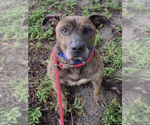 Holland Shepherd-Unknown Mix Dogs for adoption in Fort Lauderdale, FL, USA
