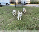 Image preview for Ad Listing. Nickname: Litter of 3