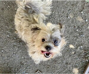 Shih Tzu-Unknown Mix Dogs for adoption in Martinez, CA, USA