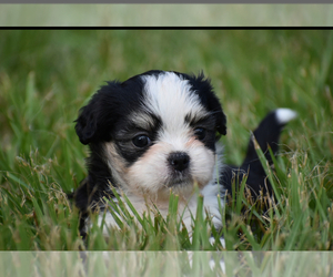 Auss-Tzu Puppy for sale in PALM COAST, FL, USA
