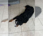 Small #3 Bernese Mountain Dog
