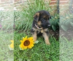 Small #3 German Shepherd Dog